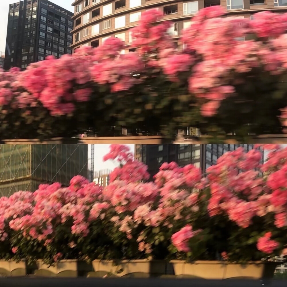 花 背景图 温柔