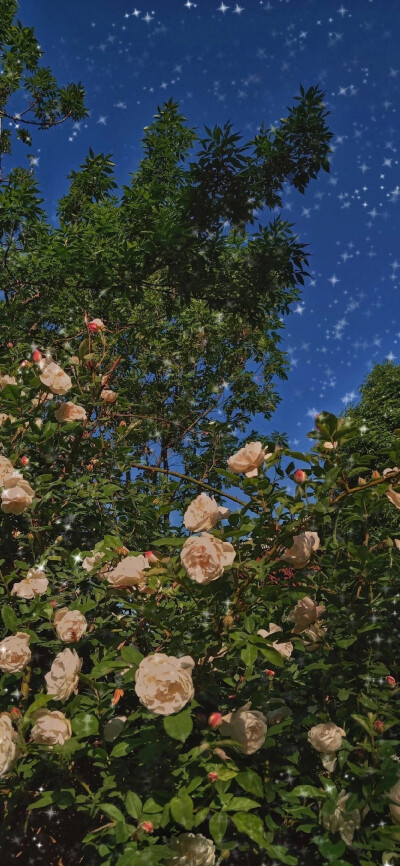 花 背景 壁纸 温柔