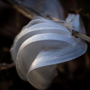 ——

Frost flower：在秋天和初冬，温度极速下降时，长茎类植物里的汁液在外皮破裂的一瞬间喷出，与冷空气接触迅速凝结薄冰，形成这种卷曲类似花瓣的霜花。 ​