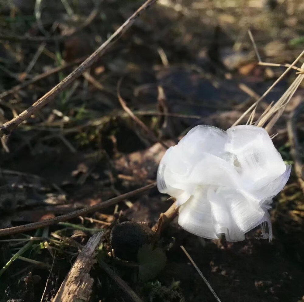 ——
Frost flower：在秋天和初冬，温度极速下降时，长茎类植物里的汁液在外皮破裂的一瞬间喷出，与冷空气接触迅速凝结薄冰，形成这种卷曲类似花瓣的霜花。 ​