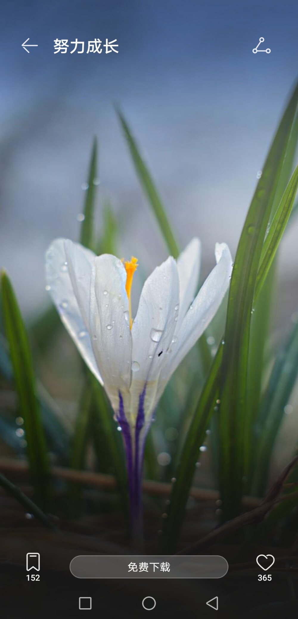 花朵树叶