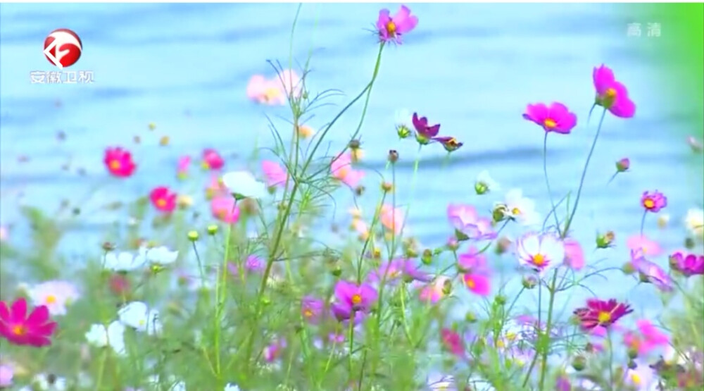 花朵树叶