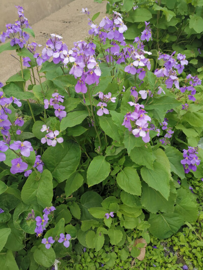 花朵树叶