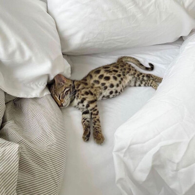 ˢʷᵉᵉᵗⁱᵉ