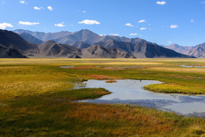 西藏阿里班公错湿地 自然美景