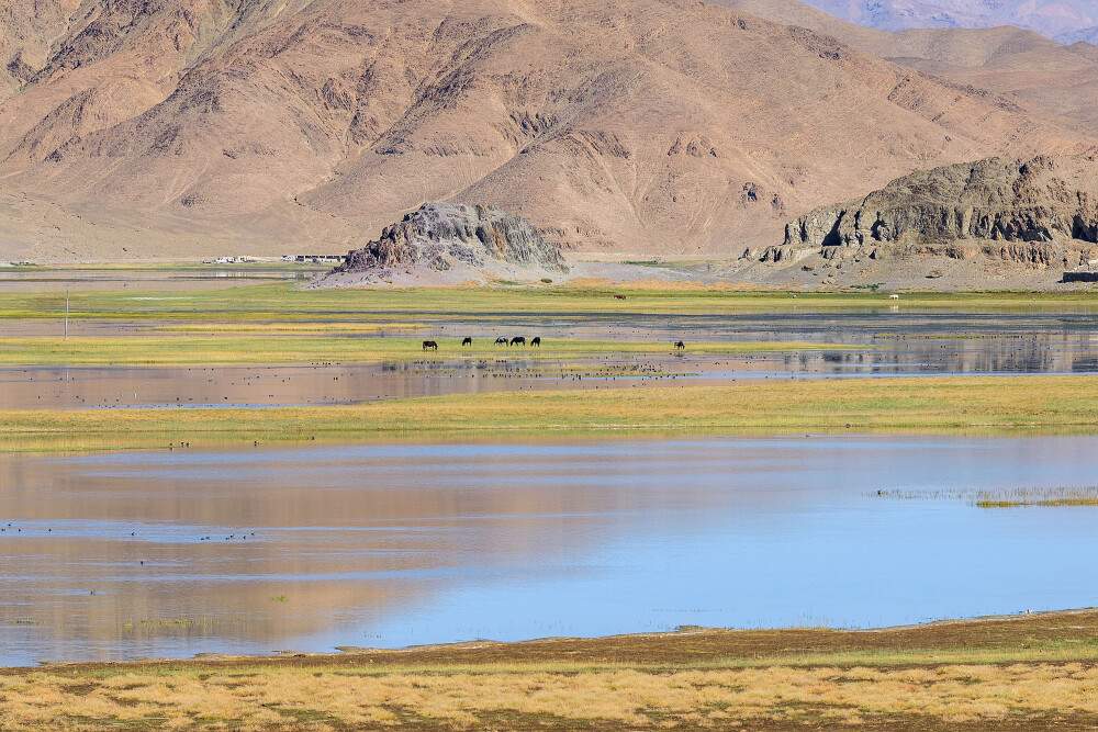 西藏阿里班公错湿地 自然美景