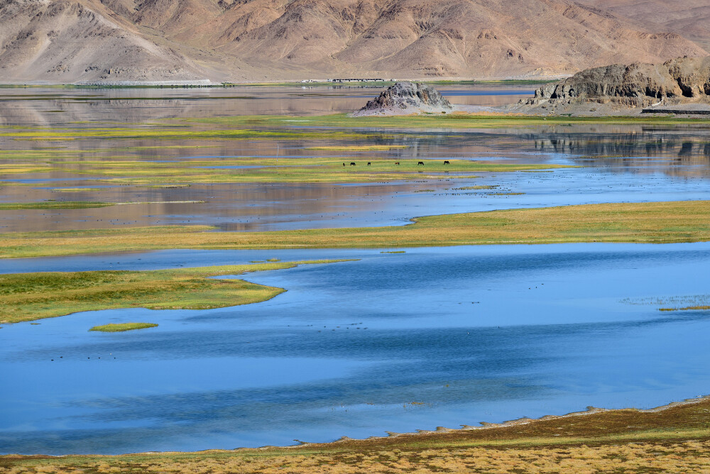 西藏阿里班公错湿地 自然美景