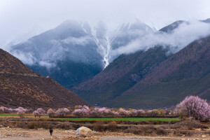 西藏波密桃花沟 自然美景