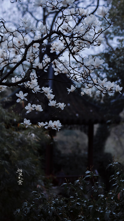 玉兰花开如雪