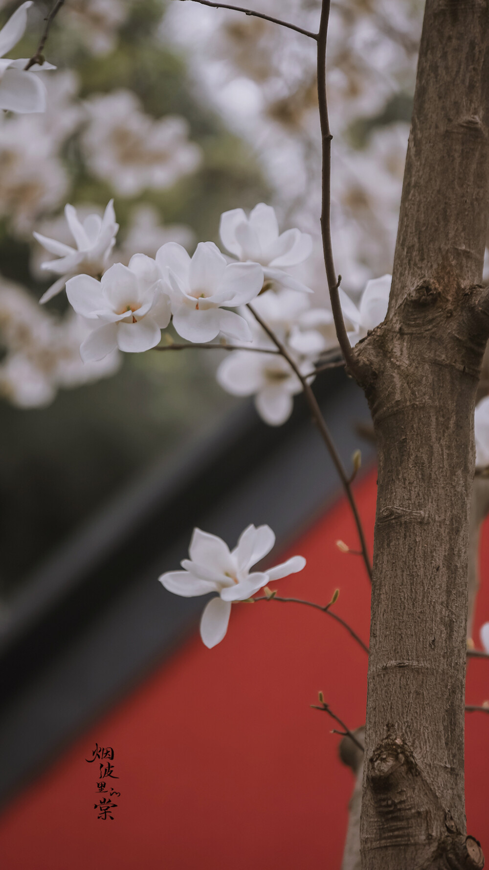 【古清凉寺 玉兰花】
霓裳片片晚妆新，束素亭亭玉殿春