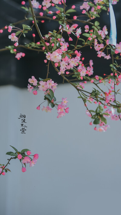 【南京 莫愁湖】垂丝海棠
