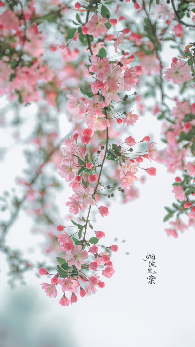 【南京 莫愁湖】垂丝海棠