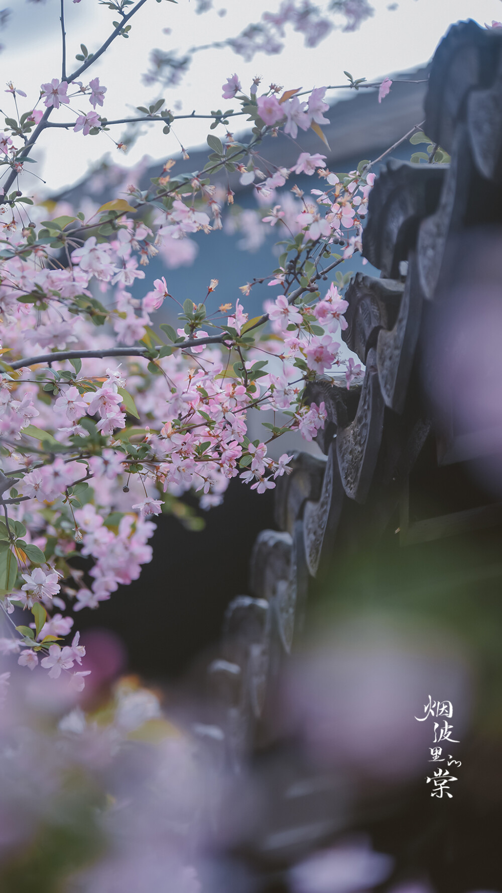 海棠落花