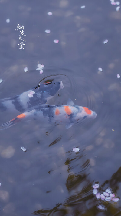 海棠落花