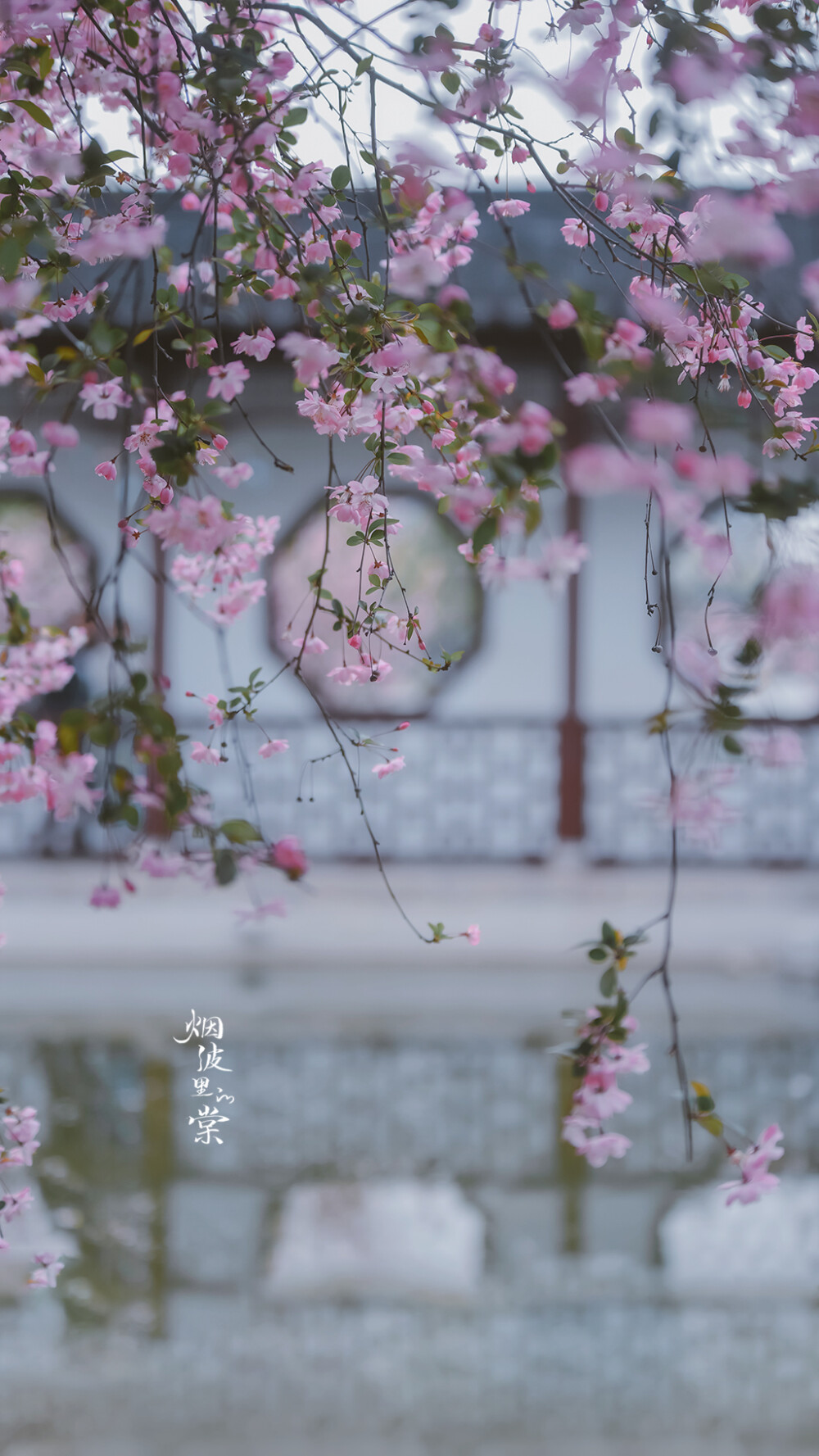 海棠落花