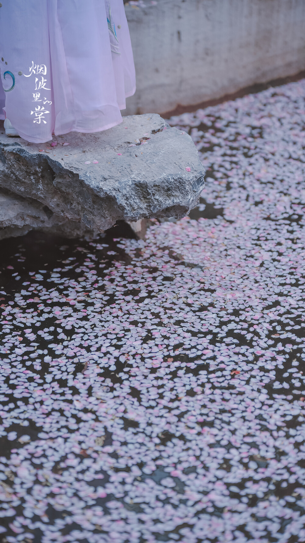 海棠落花