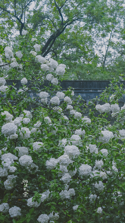 【清凉山 崇正书院】绣球荚蒾
雨后的一份小清新