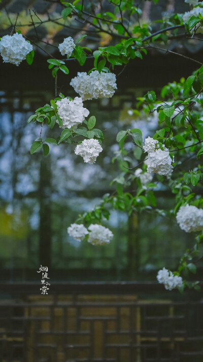 【清凉山 崇正书院】绣球荚蒾
雨后的一份小清新