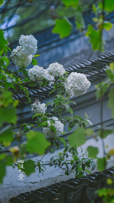 【清凉山 崇正书院】绣球荚蒾
雨后的一份小清新