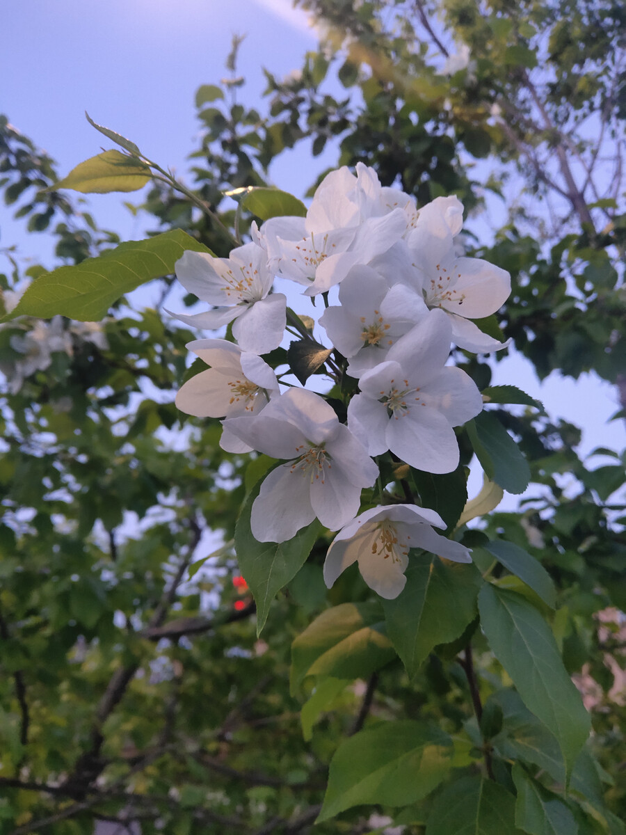 山丁子花