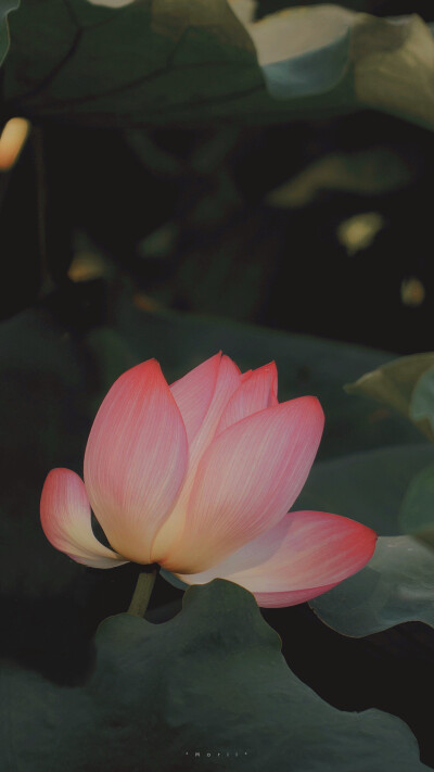 ⁰⁸ / ₁₀
山有扶苏，隰有荷华。 ​
摄影@森川morii