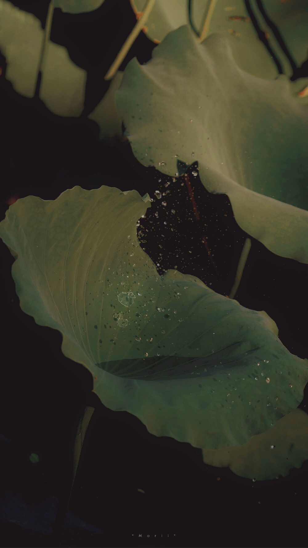 ⁰⁸ / ₁₀
山有扶苏，隰有荷华。 ​
摄影@森川morii