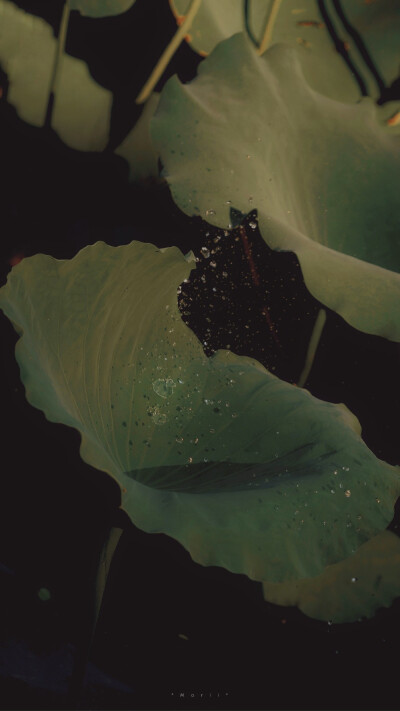 ⁰⁸ / ₁₀
山有扶苏，隰有荷华。 ​
摄影@森川morii