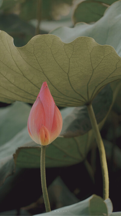 ⁰⁸ / ₁₀
山有扶苏，隰有荷华。 ​
摄影@森川morii