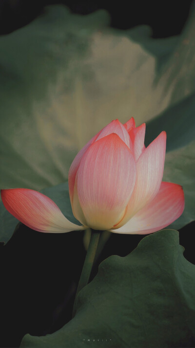 ⁰⁸ / ₁₀
山有扶苏，隰有荷华。 ​
摄影@森川morii