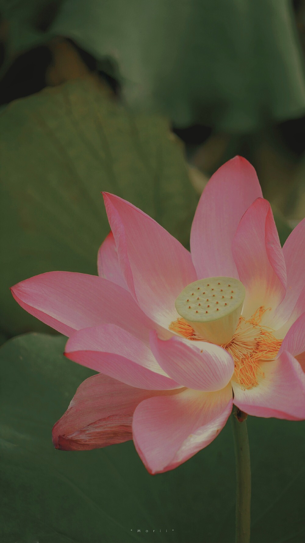 ⁰⁸ / ₁₀
山有扶苏，隰有荷华。 ​
摄影@森川morii