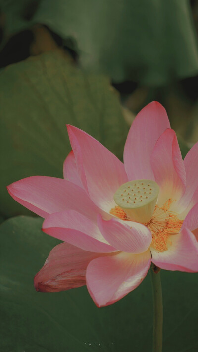 ⁰⁸ / ₁₀
山有扶苏，隰有荷华。 ​
摄影@森川morii