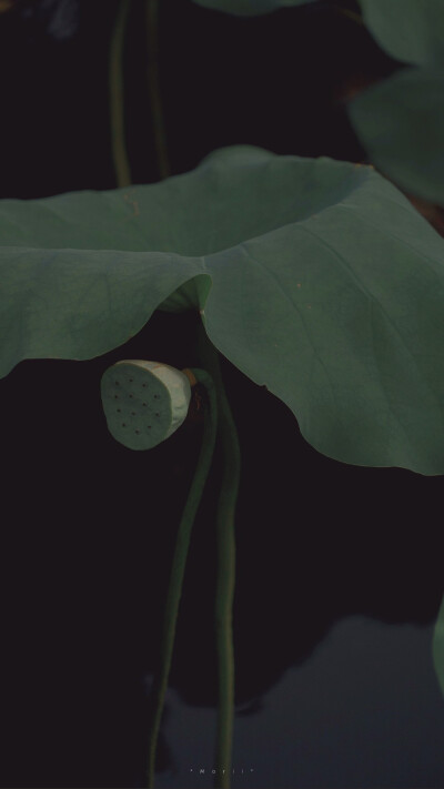 ⁰⁸ / ₁₀
山有扶苏，隰有荷华。 ​
摄影@森川morii