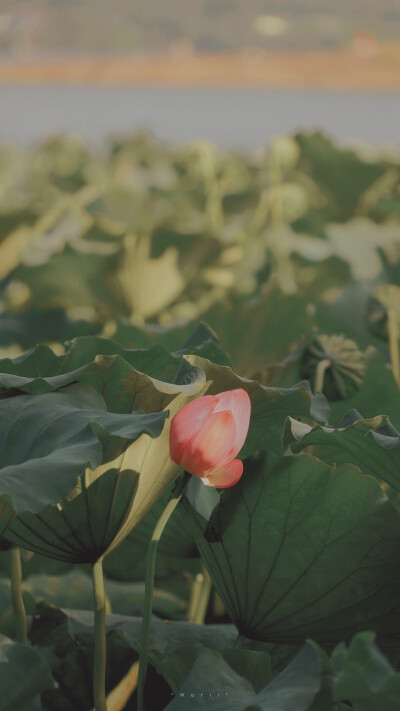 ⁰⁸ / ₁₀
山有扶苏，隰有荷华。 ​
摄影@森川morii