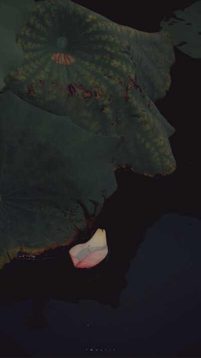 ⁰⁸ / ₁₀
山有扶苏，隰有荷华。 ​
摄影@森川morii