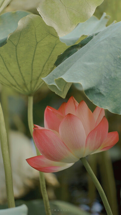 ⁰⁸ / ₁₀
山有扶苏，隰有荷华。 ​
摄影@森川morii