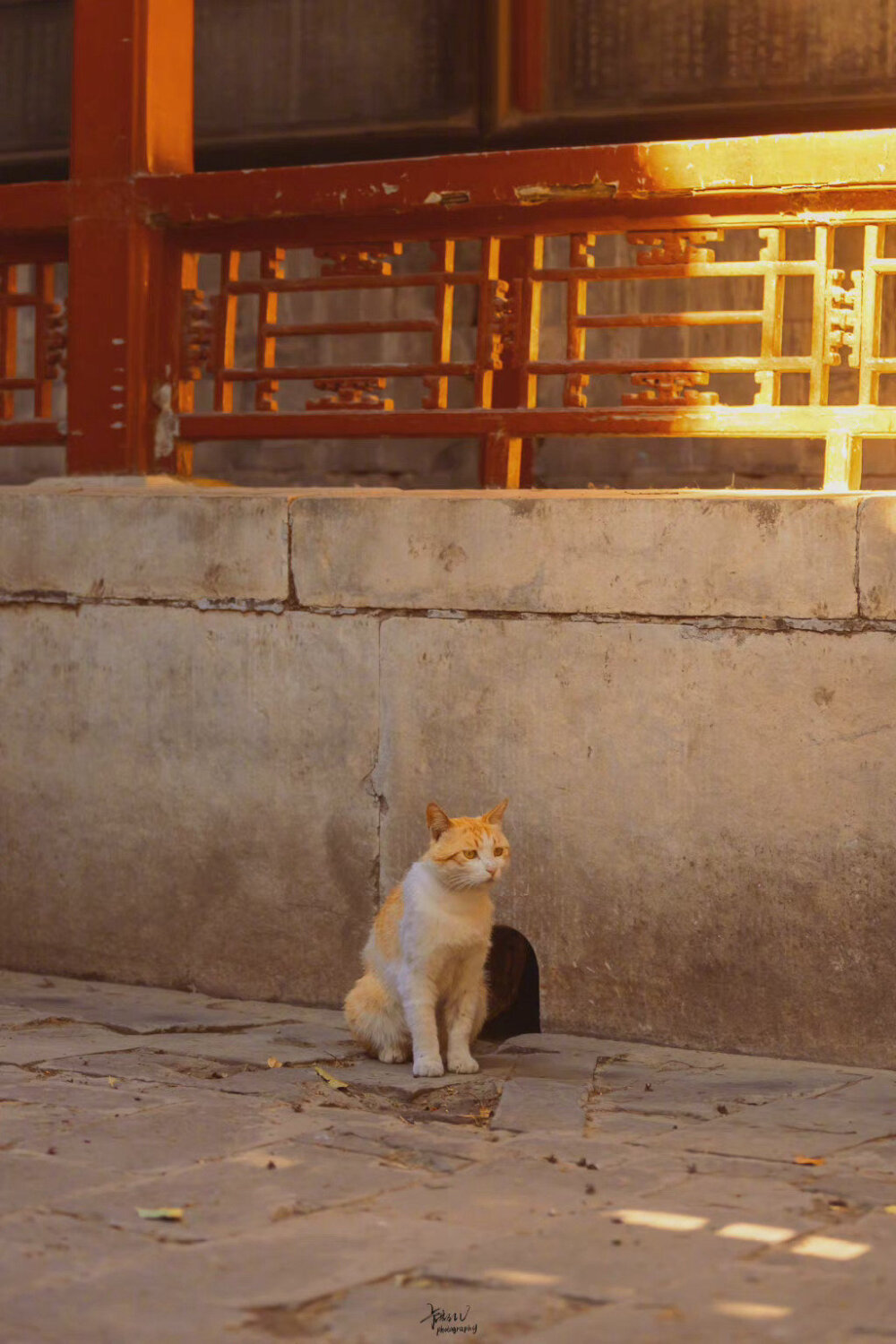 “瓦上梦到好，狸奴自悠然。”
猫猫壁纸
图源：清新小镇 官方微博