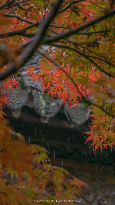 倚楼听风雨 淡看江湖路
摄影：@小野弋沢 ​