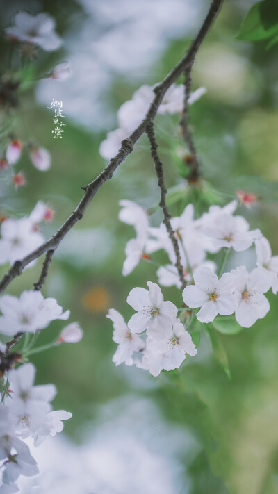 樱花