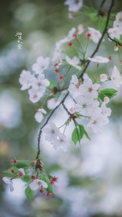 樱花