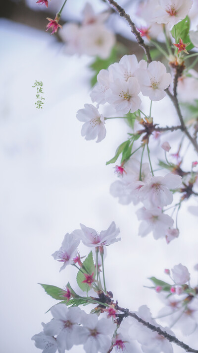 樱花