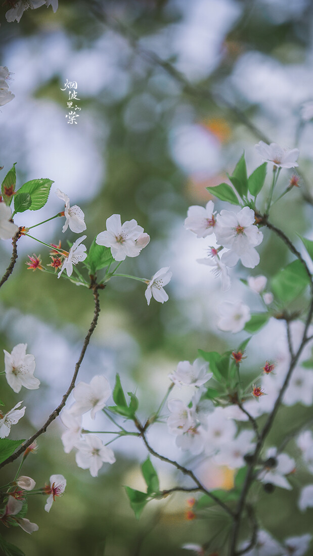 樱花