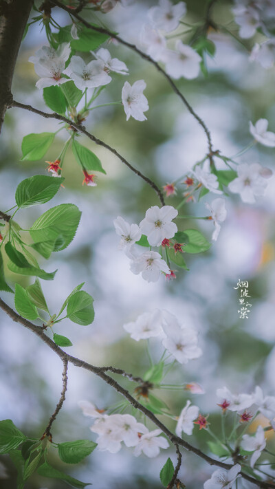 樱花