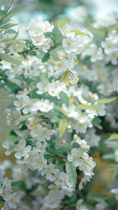 【湖北海棠】偷来梨蕊三分白，借得梅花一缕魂