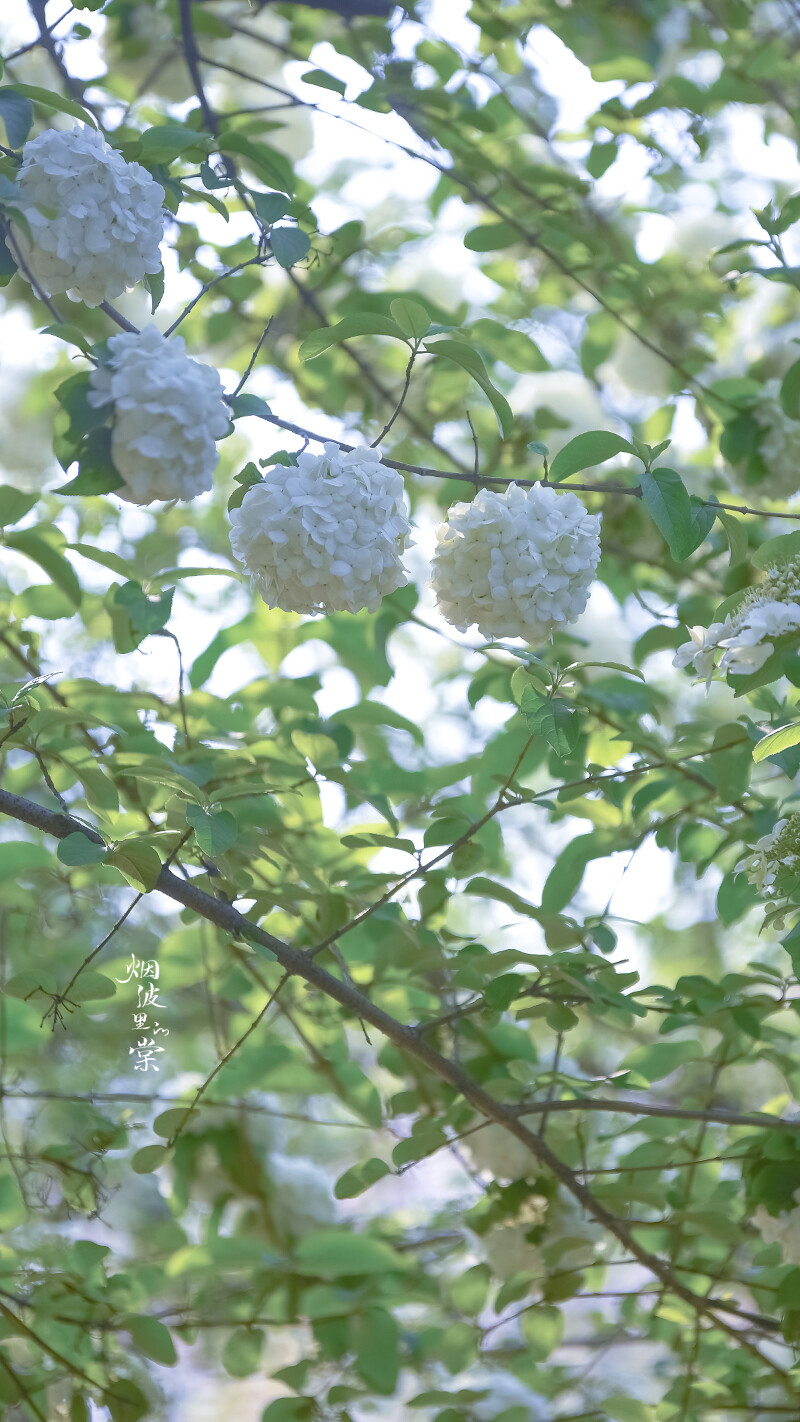 玄武湖 绣球荚蒾