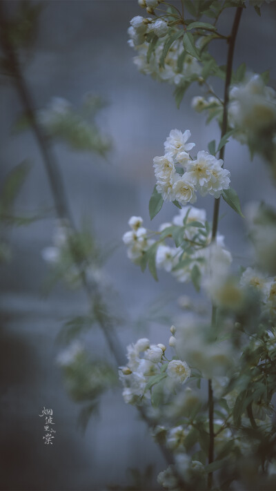 木香花