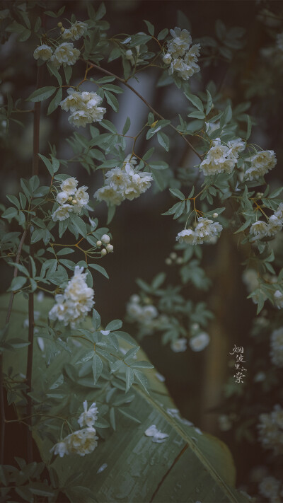 木香花