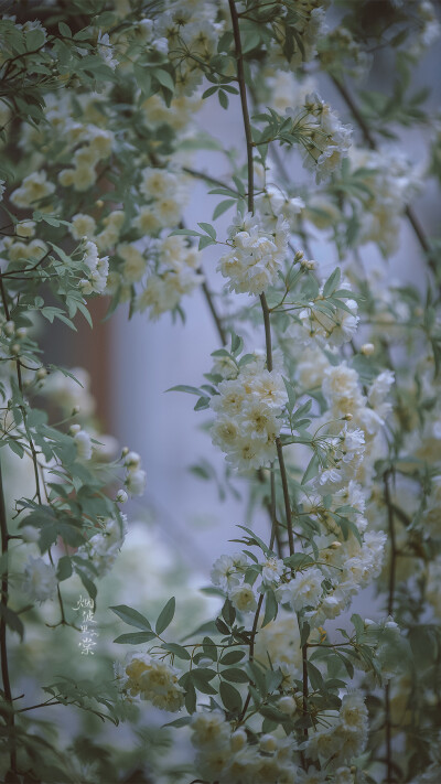 木香花