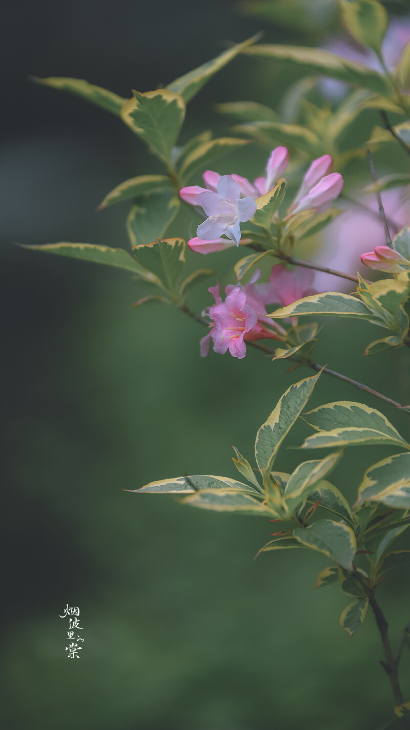 锦带花