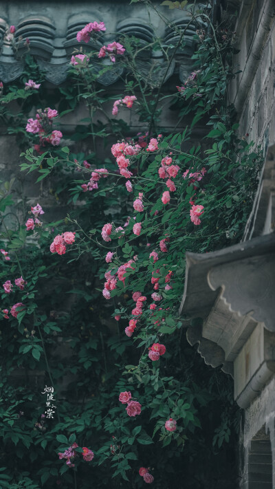 【老门东】蔷薇
