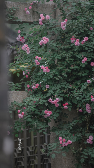 【老门东】蔷薇